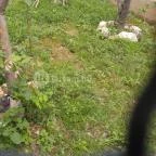 Pécsi Állatkert Pécs - 