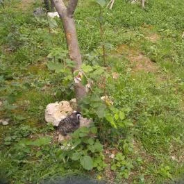 Pécsi Állatkert Pécs - Egyéb