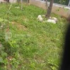 Pécsi Állatkert Pécs - 