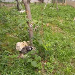 Pécsi Állatkert Pécs - Egyéb