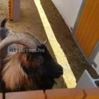 Pécsi Állatkert Pécs - 