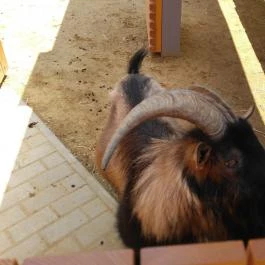 Pécsi Állatkert Pécs - Egyéb