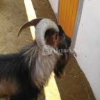 Pécsi Állatkert Pécs - 