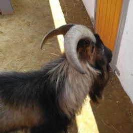 Pécsi Állatkert Pécs - Egyéb