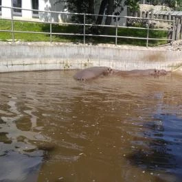 Pécsi Állatkert Pécs - Egyéb