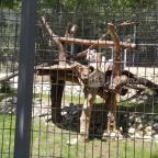 Pécsi Állatkert Pécs - 