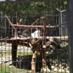 Pécsi Állatkert Pécs - 