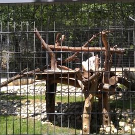 Pécsi Állatkert Pécs - Egyéb