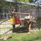 Pécsi Állatkert Pécs - 