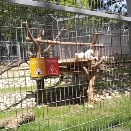 Pécsi Állatkert Pécs - Egyéb