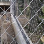 Pécsi Állatkert Pécs - 