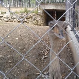 Pécsi Állatkert Pécs - Egyéb