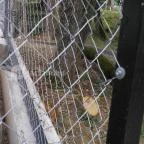 Pécsi Állatkert Pécs - 