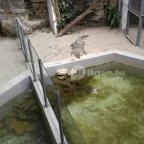 Pécsi Állatkert Pécs - 