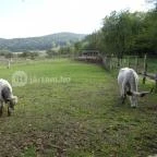 Platthy Kastélyszálló Bánhorváti - Környék