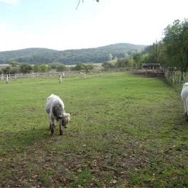 Platthy Kastélyszálló Bánhorváti - Környék