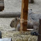 Veszprémi Állatkert Veszprém - 