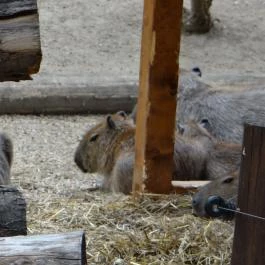 Veszprémi Állatkert Veszprém - Egyéb