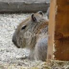 Veszprémi Állatkert Veszprém - 