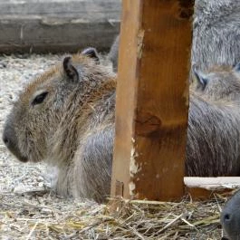 Veszprémi Állatkert Veszprém - Egyéb