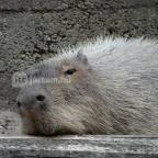 Veszprémi Állatkert Veszprém - 