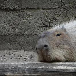 Veszprémi Állatkert Veszprém - Egyéb