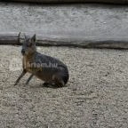 Veszprémi Állatkert Veszprém - 