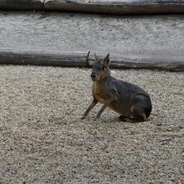 Veszprémi Állatkert Veszprém - Egyéb