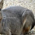 Veszprémi Állatkert Veszprém - 