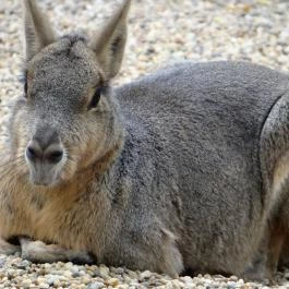 Veszprémi Állatkert Veszprém - Egyéb