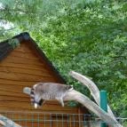 Veszprémi Állatkert Veszprém - 