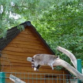 Veszprémi Állatkert Veszprém - Egyéb