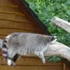 Veszprémi Állatkert Veszprém - 