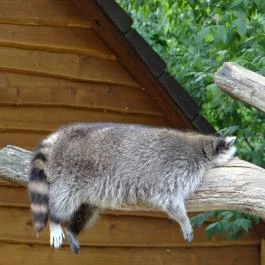 Veszprémi Állatkert Veszprém - Egyéb