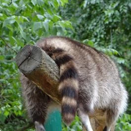 Veszprémi Állatkert Veszprém - Egyéb