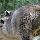 Veszprémi Állatkert Veszprém - 