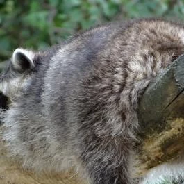 Veszprémi Állatkert Veszprém - Egyéb