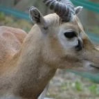 Veszprémi Állatkert Veszprém - 