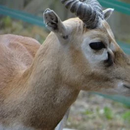 Veszprémi Állatkert Veszprém - Egyéb