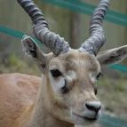 Veszprémi Állatkert Veszprém - 