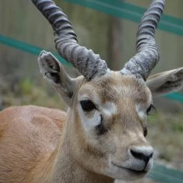 Veszprémi Állatkert Veszprém - Egyéb