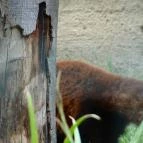 Veszprémi Állatkert Veszprém - 