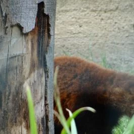 Veszprémi Állatkert Veszprém - Egyéb