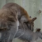 Veszprémi Állatkert Veszprém - 