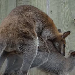 Veszprémi Állatkert Veszprém - Egyéb