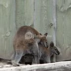 Veszprémi Állatkert Veszprém - 