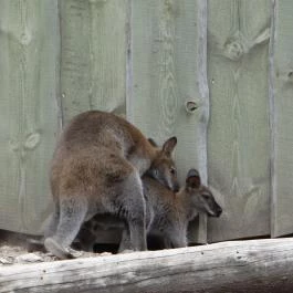 Veszprémi Állatkert Veszprém - Egyéb