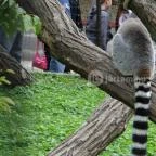 Veszprémi Állatkert Veszprém - 
