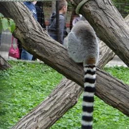 Veszprémi Állatkert Veszprém - Egyéb