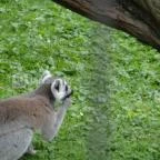 Veszprémi Állatkert Veszprém - 